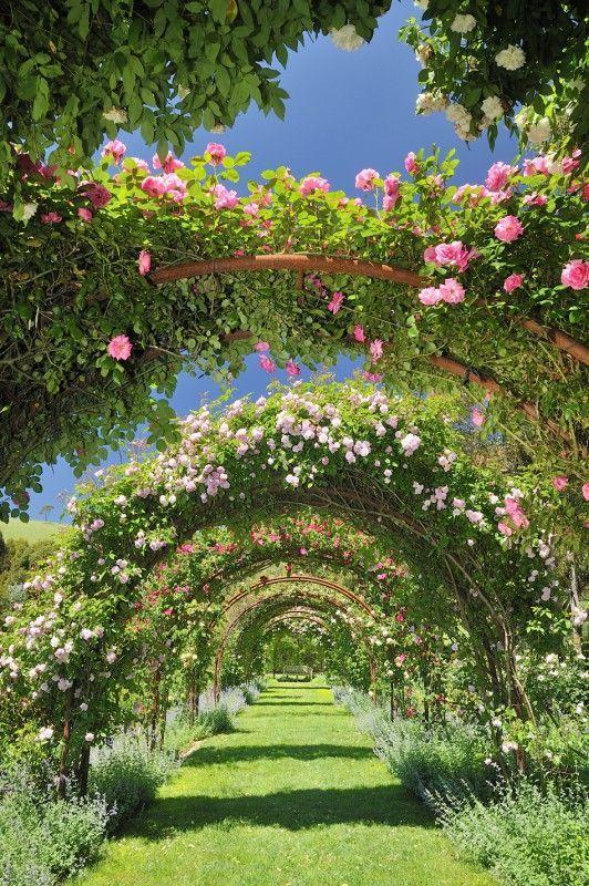 Whispers of the Meadow Breeze